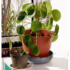Pilea