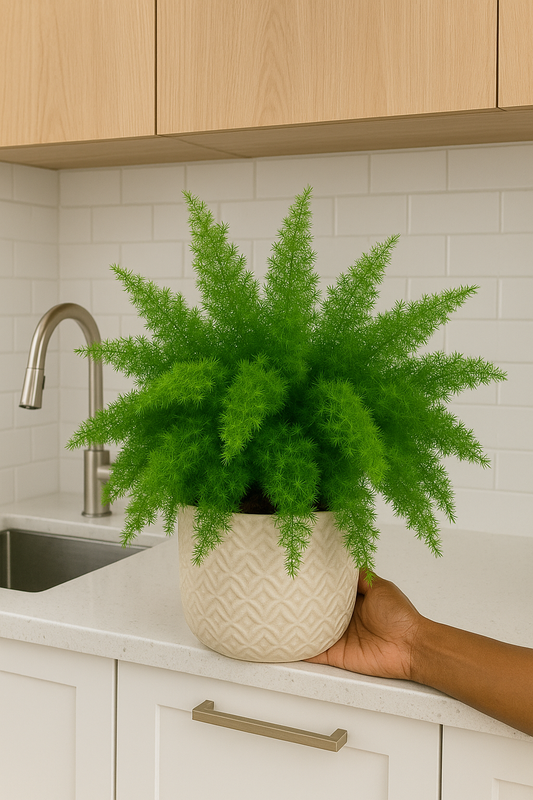 Asparagus densiflorus