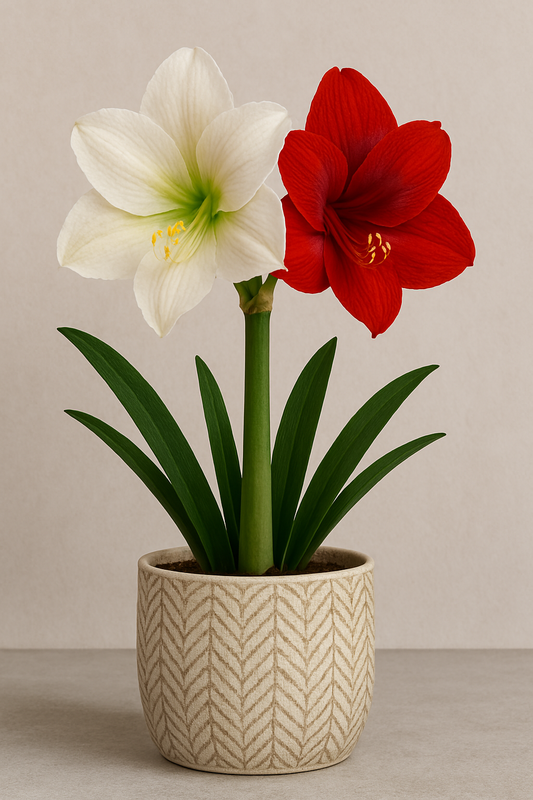 Amaryllis