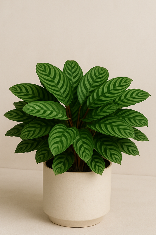 Calathea