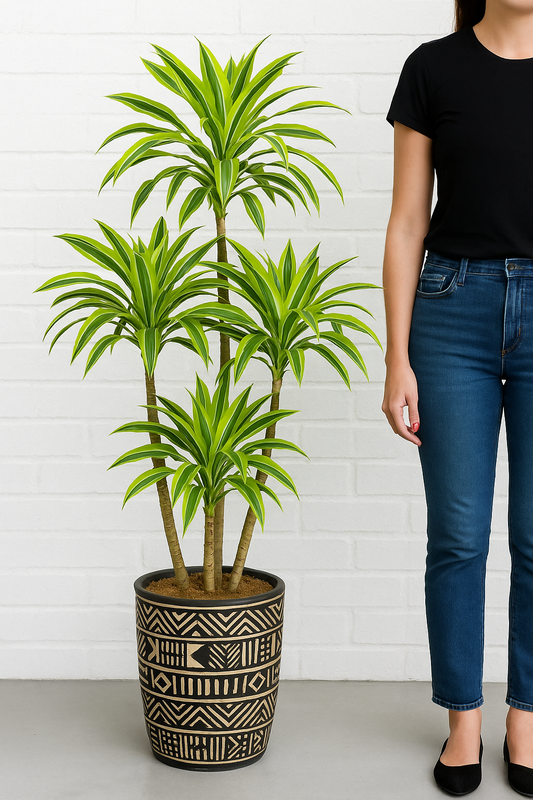 Dracaena