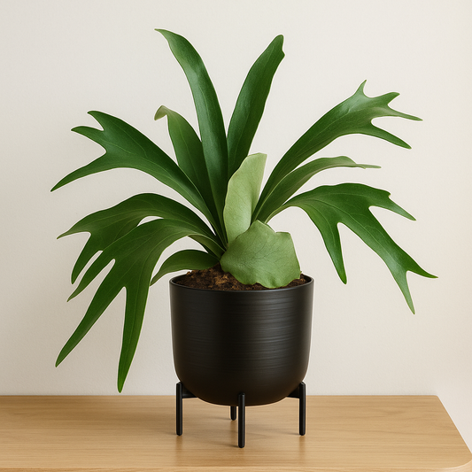 Platycerium bifurcatum 'Staghorn'