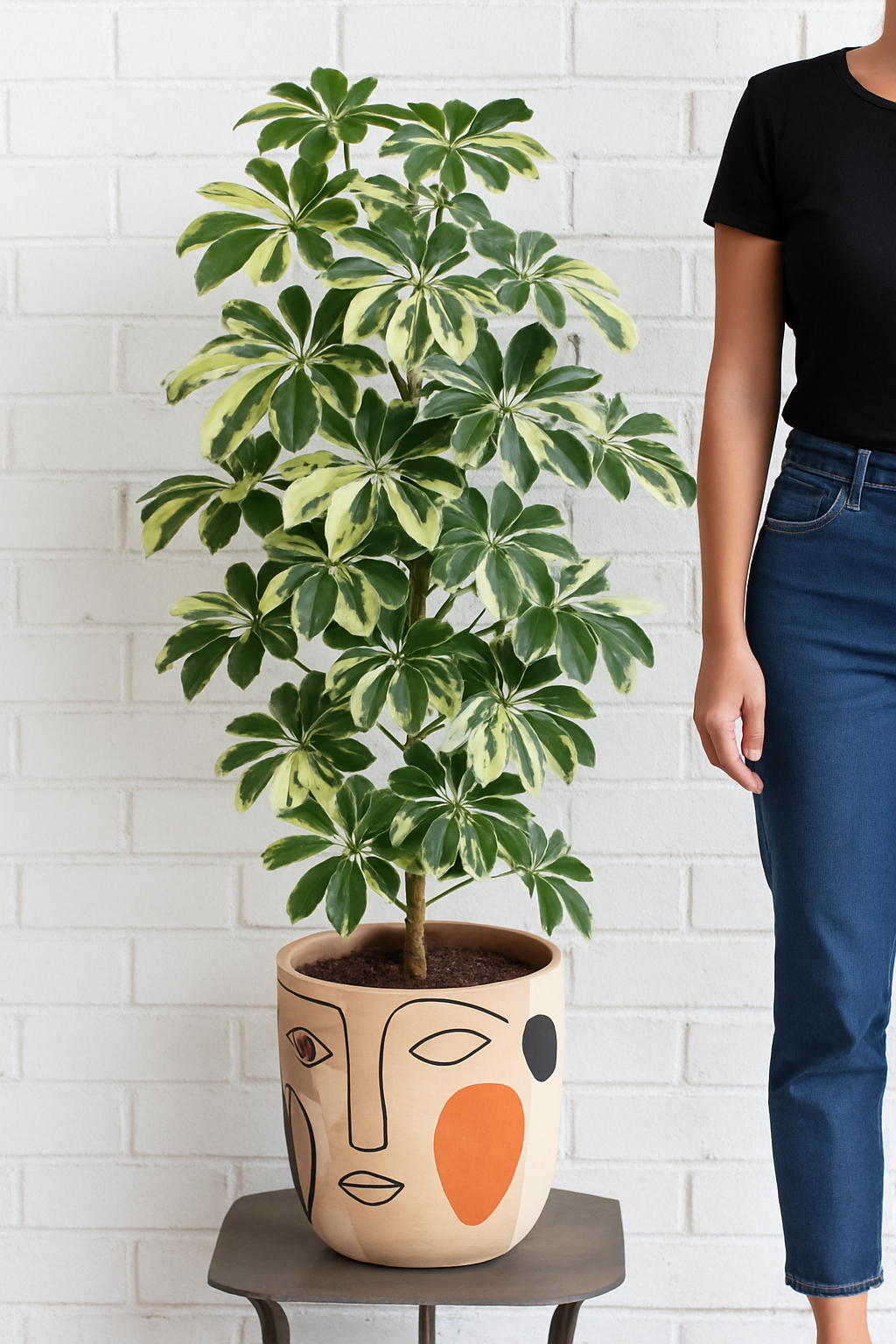 Schefflera