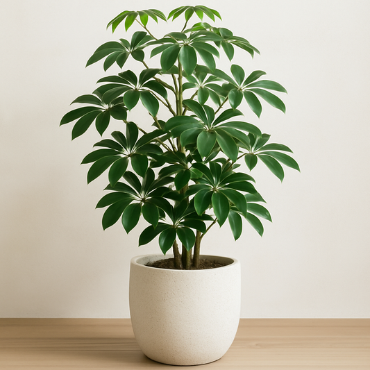 Schefflera