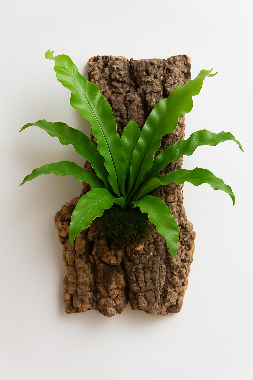 Cork Bark