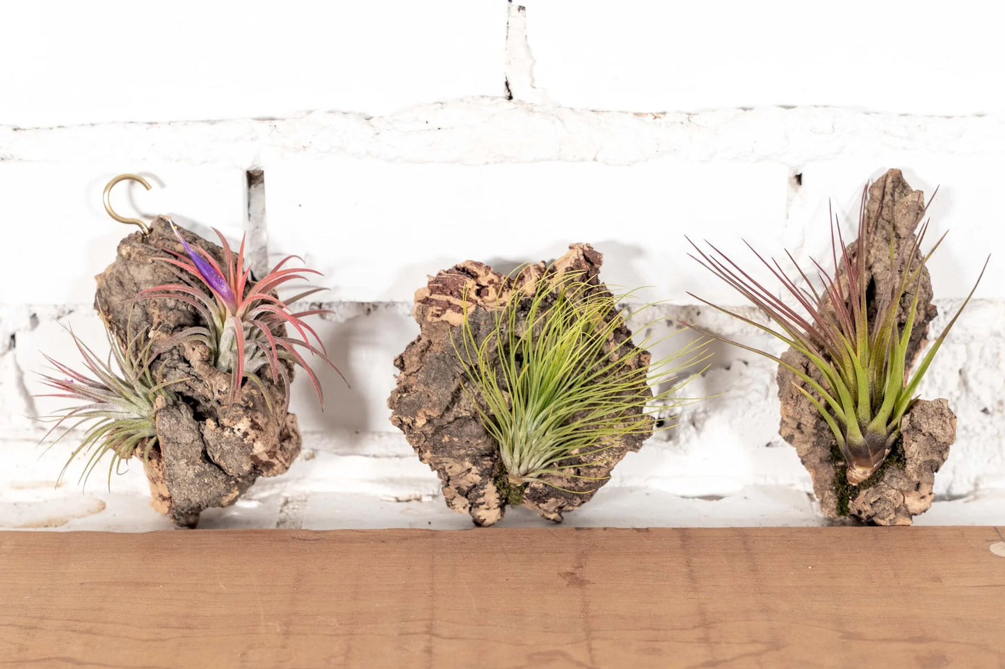 Tillandsia 'Air Plant'