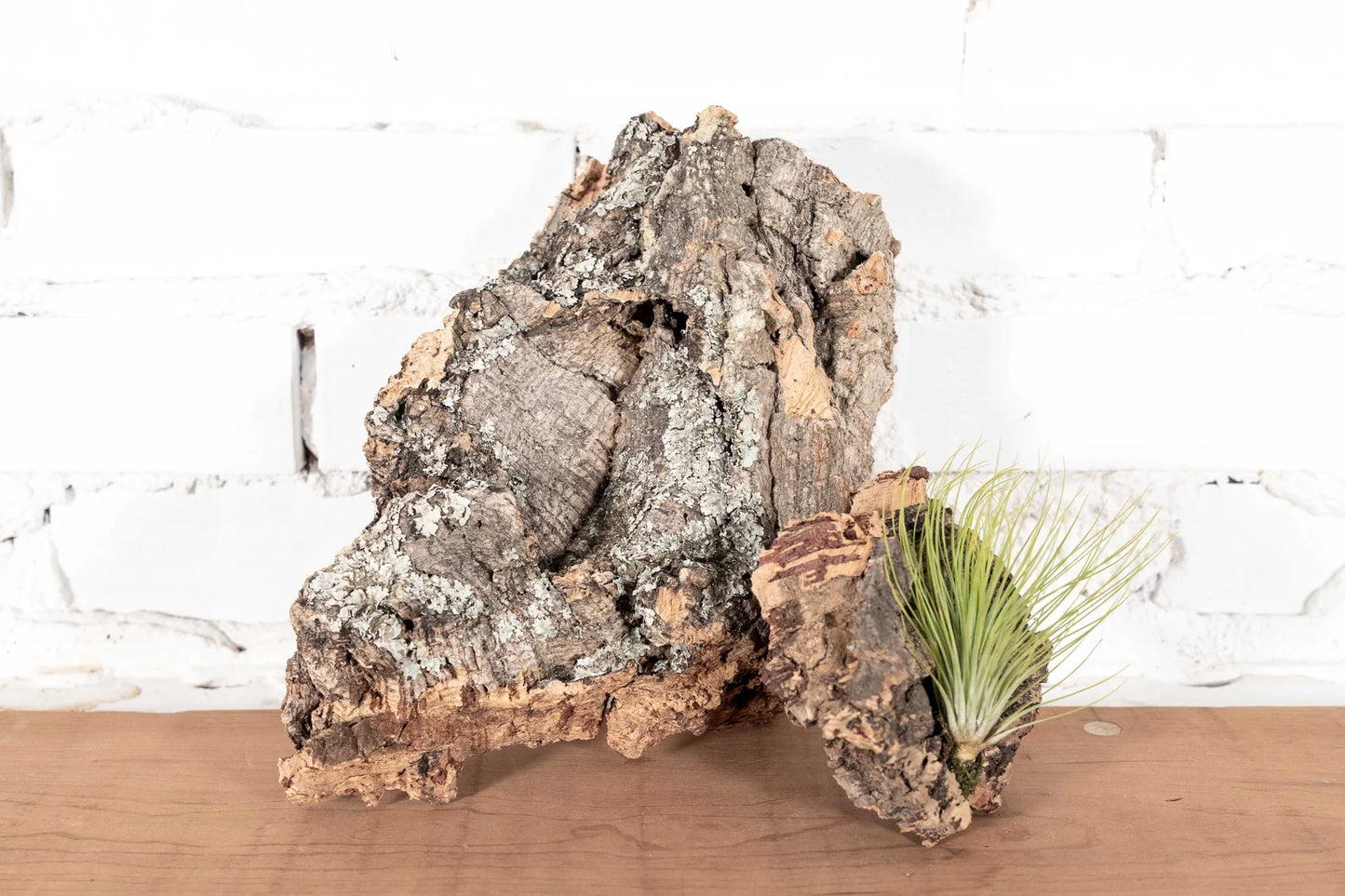 Tillandsia 'Air Plant'