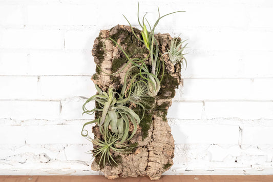 Tillandsia 'Air Plant'