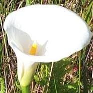 Zantedeschia aethiopica 'Arum Lilly'