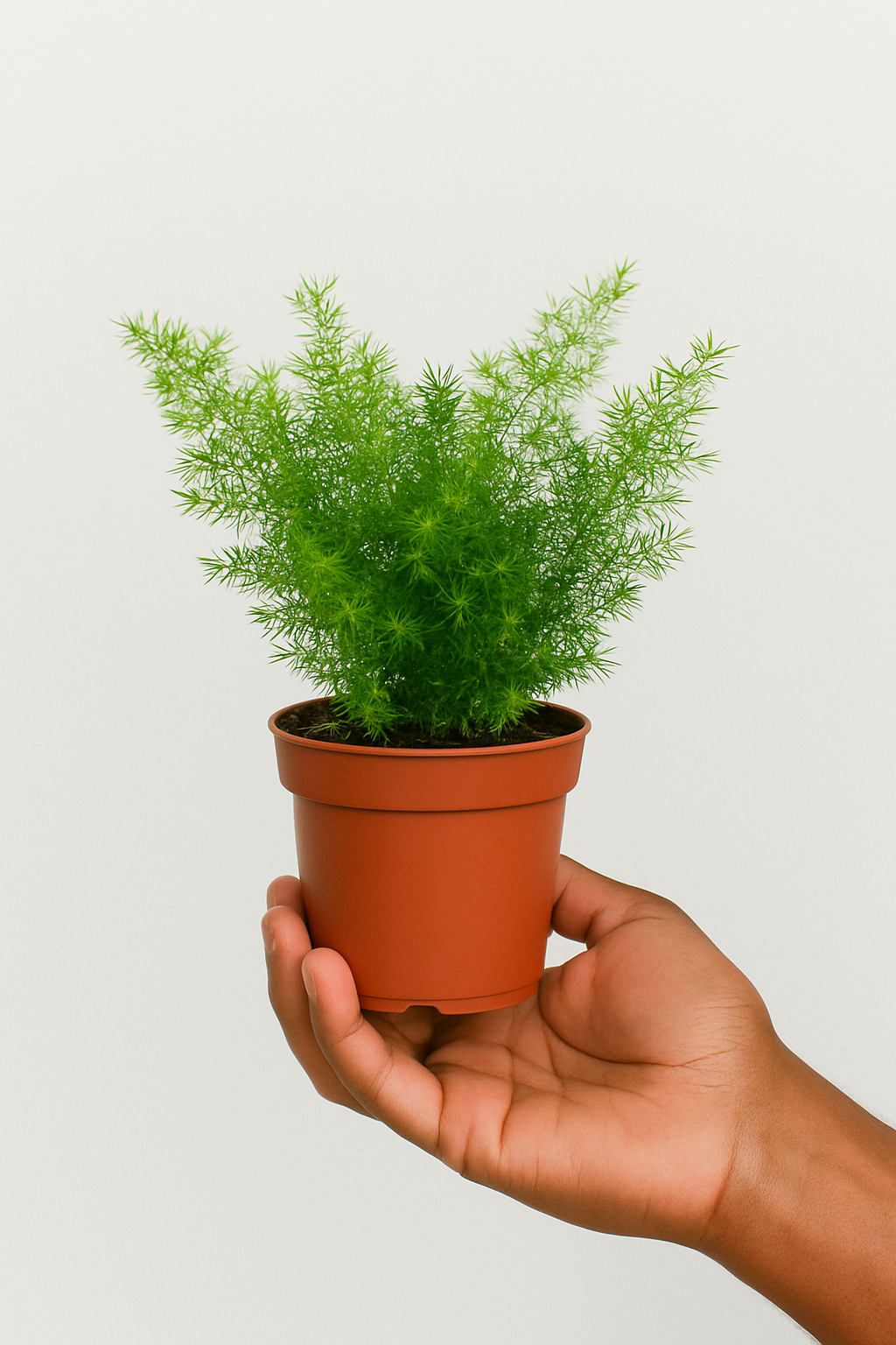 Asparagus densiflorus – The Urban Jungle Co.