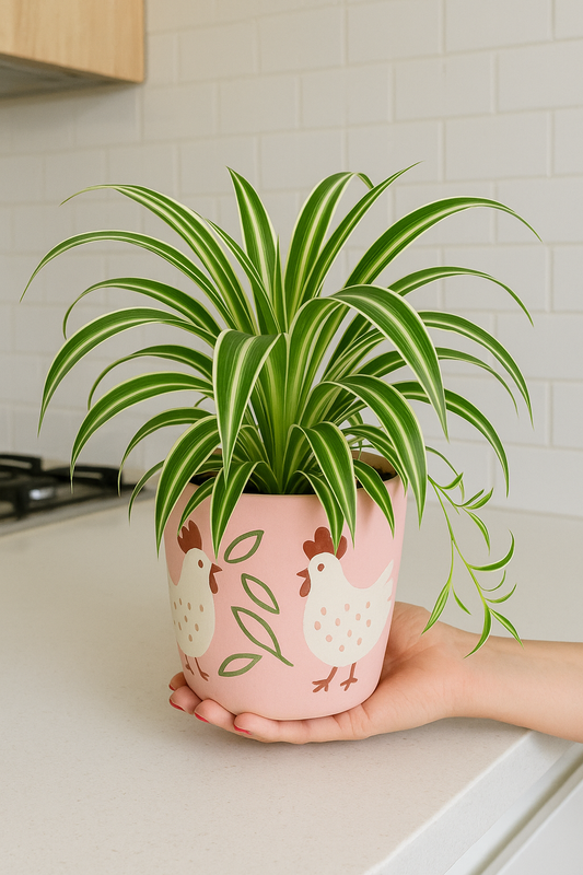 Chlorophytum