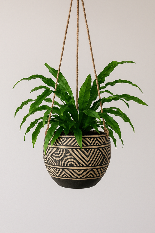 Microsorum