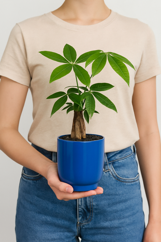 Pachira 'Money Plant'