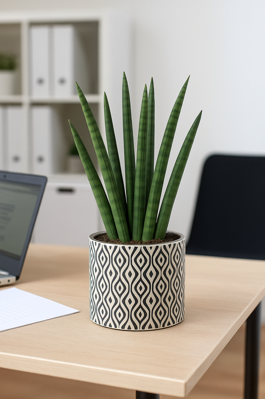 Sanseveria