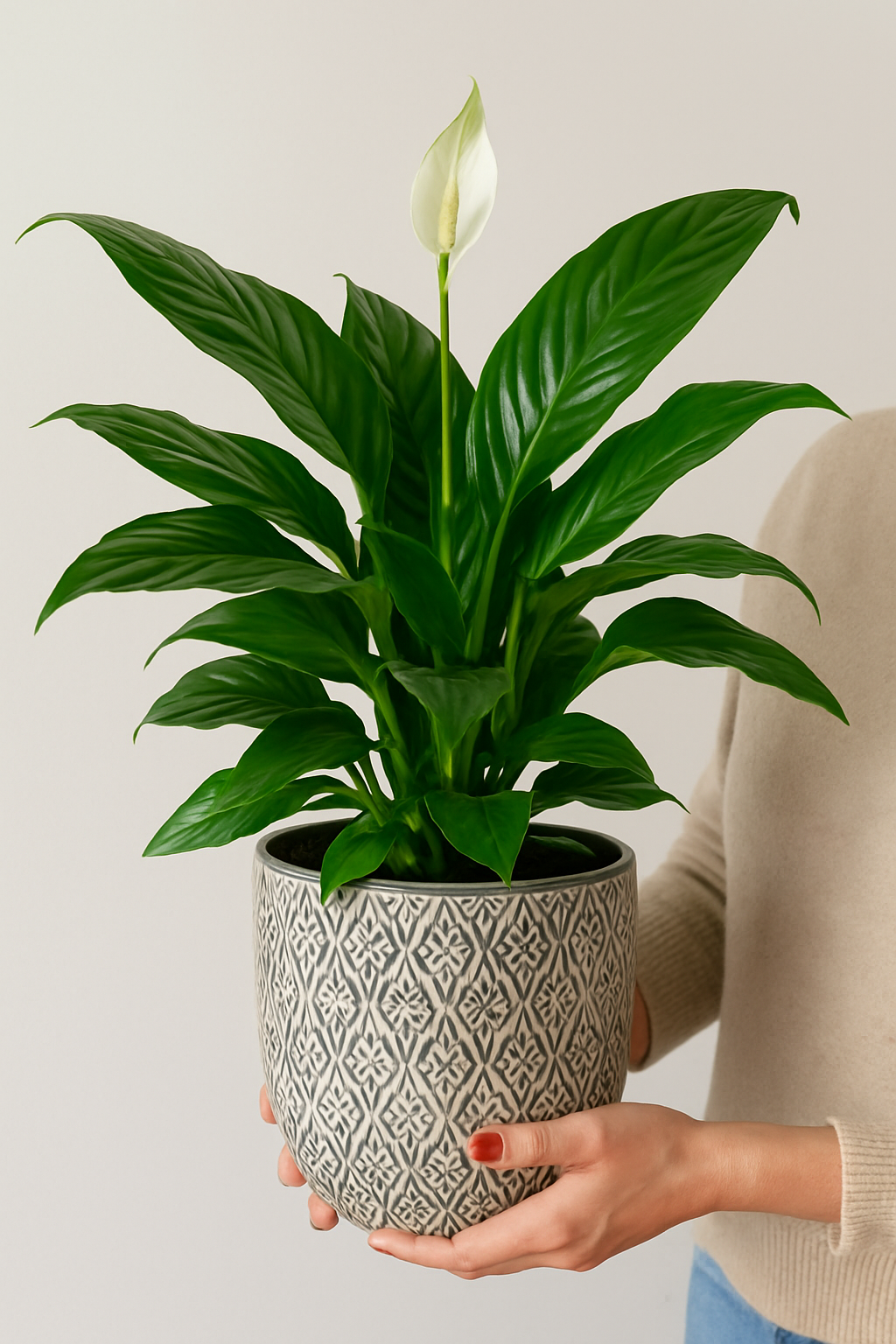 Spathiphyllum